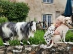 Goat and child
